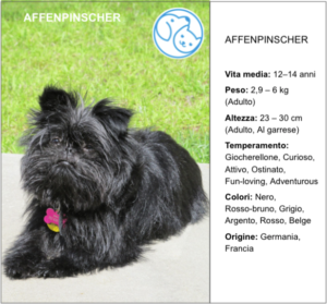 Read more about the article AFFENPINSCHER