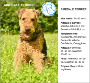 Read more about the article AIREDALE TERRIER