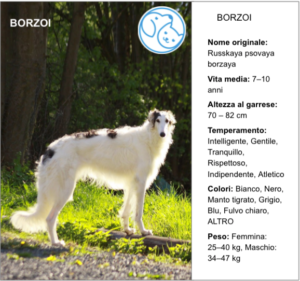 Read more about the article BORZOI