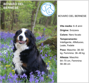 Read more about the article BOVARO DEL BERNESE