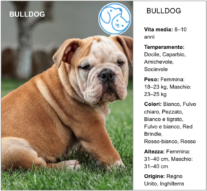 Read more about the article BULLDOG