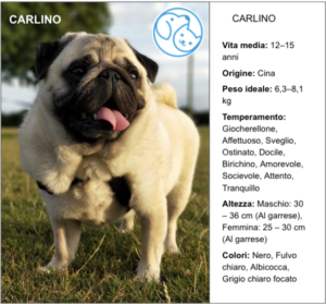 Read more about the article CARLINO