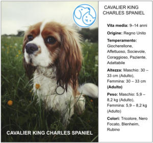 Scopri di più sull'articolo CAVALIER KING CHARLES SPANIEL