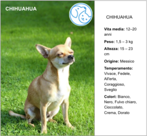 Read more about the article CHIHUAHUA