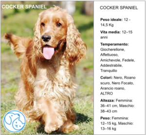 Read more about the article COCKER SPANIEL
