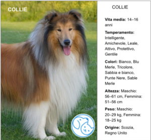 Amico Leale COLLIE
