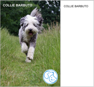 Read more about the article COLLIE BARBUTO