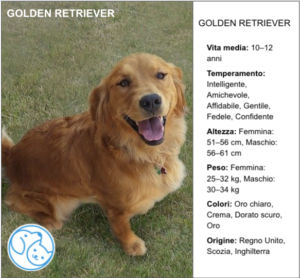 Read more about the article GOLDEN RETRIEVER