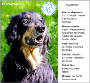 Scopri di più sull'articolo HOVAWART