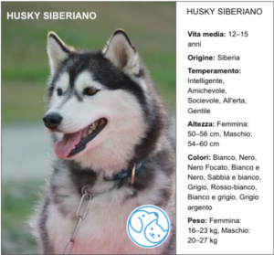 Read more about the article HUSKY SIBERIANO