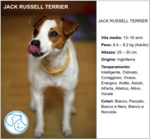 Amico Leale JACK RUSSELL TERRIER