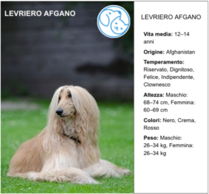 Read more about the article LEVRIERO AFGANO