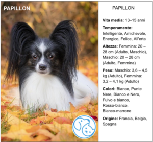 Read more about the article PAPILLON
