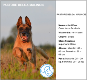 Read more about the article PASTORE BELGA MALINOIS