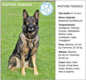 Read more about the article PASTORE TEDESCO