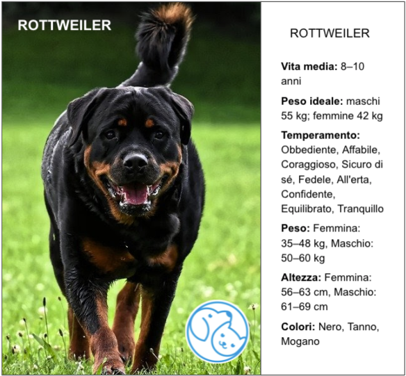 Amico Leale ROTTWEILER
