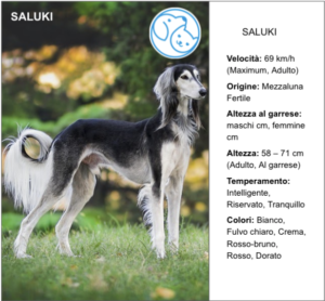 Read more about the article SALUKI