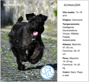 Read more about the article SCHNAUZER