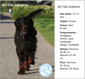Read more about the article SETTER GORDON