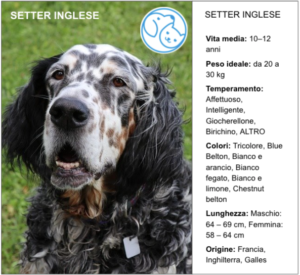 Read more about the article SETTER INGLESE