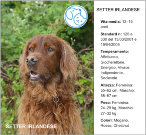 Read more about the article SETTER IRLANDESE