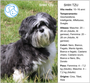 Read more about the article SHIH TZU