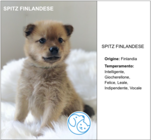 Read more about the article SPITZ FINLANDESE