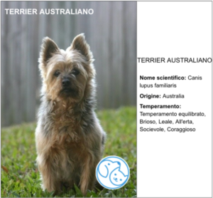 Read more about the article TERRIER AUSTRALIANO