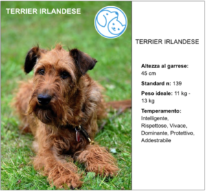 Read more about the article TERRIER IRLANDESE
