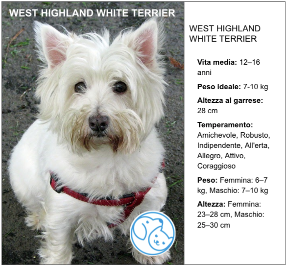 Amico Leale WEST HIGHLAND WHITE TERRIER
