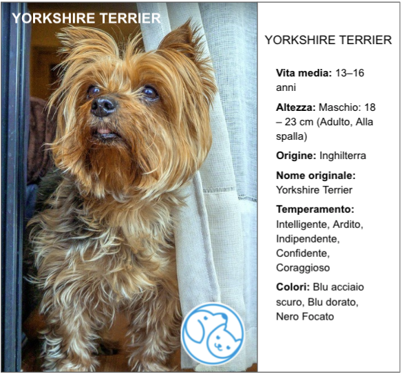 Amico Leale YORKSHIRE TERRIER